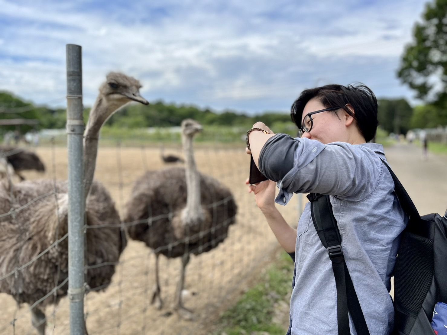 🐑 타조 왕국 이시오카 농장(다초 오코쿠 이시오카 파무) 이미지 6